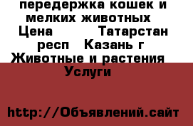 передержка кошек и мелких животных › Цена ­ 120 - Татарстан респ., Казань г. Животные и растения » Услуги   